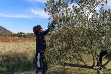 Récolte des olives au collège Montessori