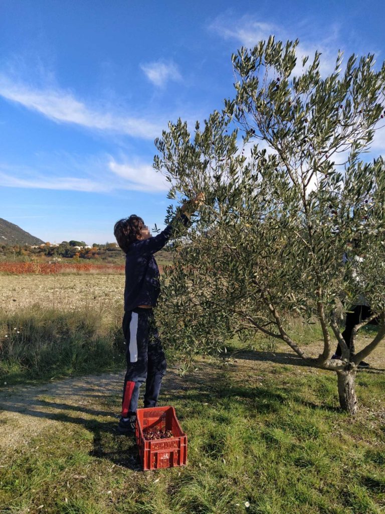 Récolte des olives au collège Montessori