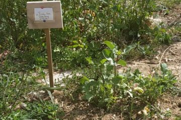 Le jardin comme pédagogie alternative