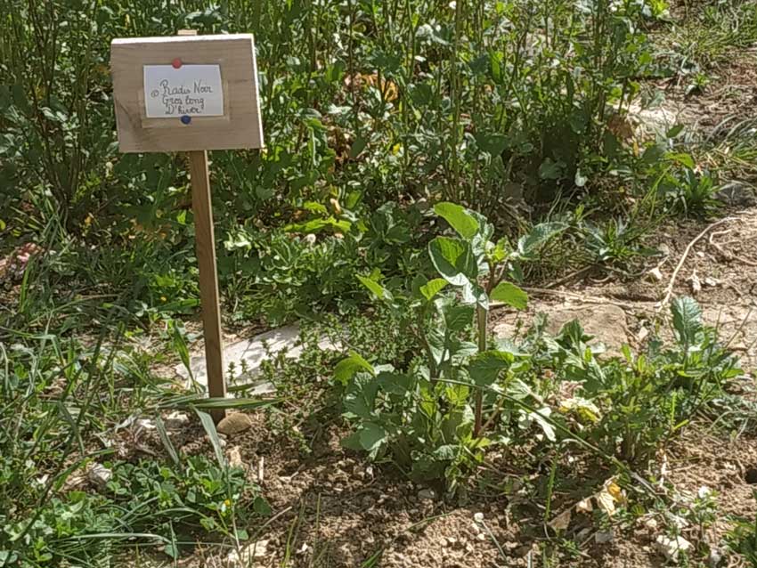 Le jardin comme pédagogie alternative