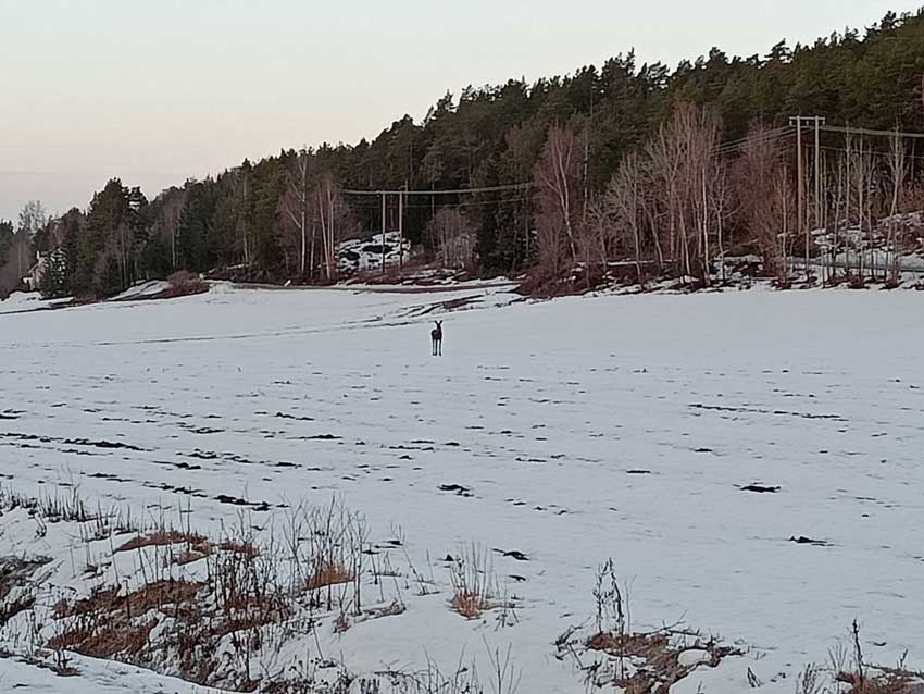 Lors du voyage de Terre d'envol en Norvège, un élan